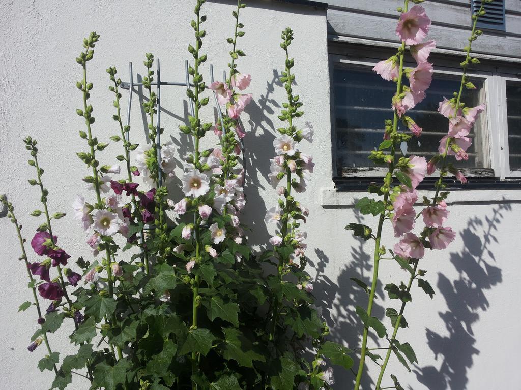 Laegenhet Lillisgarden Casa de hóspedes Vallåkra Exterior foto